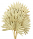 PALM SUN TOSTADO
