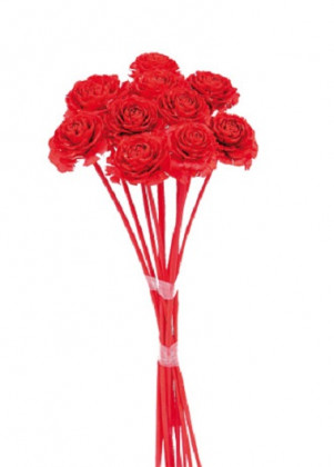 CEDAR ROSE ROJO M.