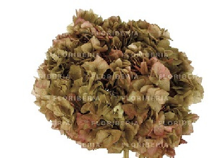 HYDRANGEA PRESERVADA BICOLOR NUDES