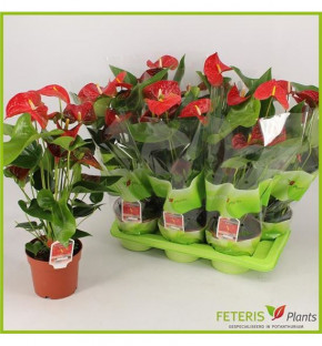ANTHURIUM OKLAHOMA Ø17