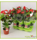 ANTHURIUM OKLAHOMA Ø17