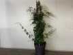 JAZMIN Ø:17-70CM