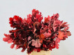 ROBLE QUERCUS OAK ESTABILIZADO 60CM ROJO