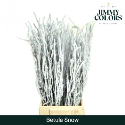 BETULA NEVADA 70CM X10T BLANCO.