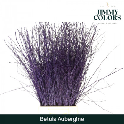 BETULA VRF 60CM X10T BERENJENA