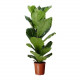 FICUS LYRATA Ø:26