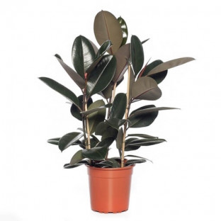 FICUS ABIDJAN Ø26