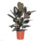 FICUS ABIDJAN Ø26