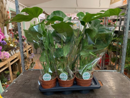 MONSTERA DELICIONSA Ø16