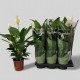 SPATHIPHYLLUM CUPIDO Ø:17