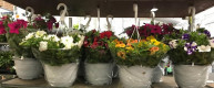 POTUNIA SURFINIA Ø:22