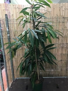 FICUS AMSTEL Ø26