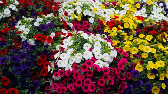 CALIBRACHOA Ø22