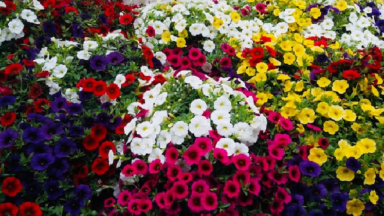 CALIBRACHOA Ø22