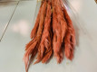 PLUMA PHRAGMITES MARRÓN