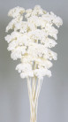 ACHILEA FILIPENDULINA 70CM BLANCA