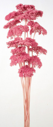 ACHILEA FILIPENDULINA ROSA FUERTE 70CM
