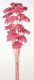 ACHILEA FILIPENDULINA ROSA FUERTE 70CM