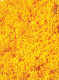 BROOMS AMARILLO