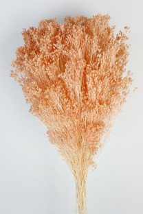 BROOMS SALMON