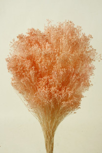 BROOMS ROSA