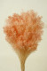 BROOMS ROSA