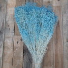 BROOMS AZUL CIELO
