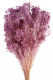 BROOMS LAVANDA