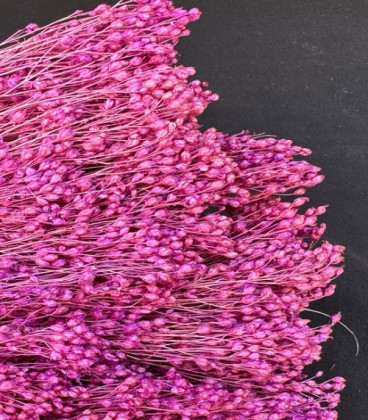 BROOMS FUCSIA