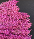 BROOMS FUCSIA