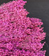 BROOMS FUCSIA