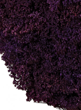 BROOMS MORADO