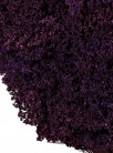 BROOMS MORADO