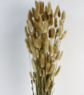 LAGURUS 60CM NATURAL
