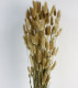 LAGURUS 60CM NATURAL