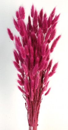 LAGURUS 60CM FUCSIA