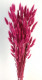 LAGURUS 60CM FUCSIA