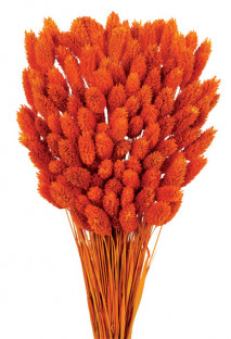 PHALARIS NARANJA