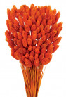 PHALARIS NARANJA