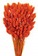 PHALARIS NARANJA