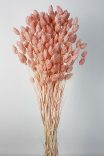 PHALARIS CORAL