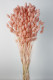 PHALARIS CORAL