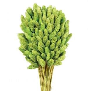 PHALARIS VERDE PISTACHO