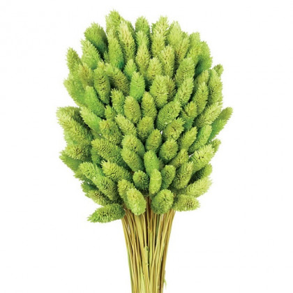 PHALARIS VERDE PISTACHO