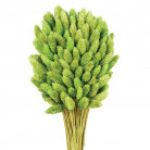 PHALARIS VERDE PISTACHO