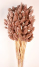 PHALARIS ROSA ANTIGUO