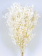RUSCUS PRES BLANCO.
