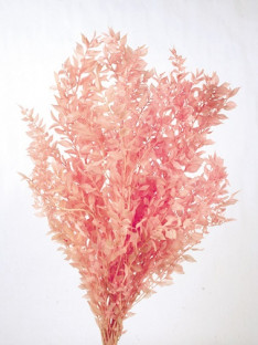 RUSCUS PRES ROSA.