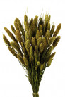SETARIA 75CM VERDE MUSGO