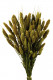 SETARIA 75CM VERDE MUSGO